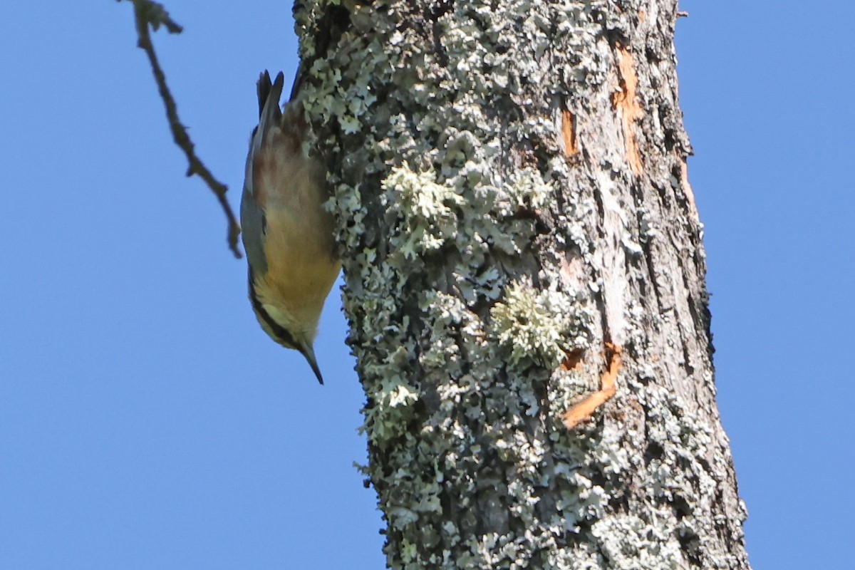 Eurasian Nuthatch - ML618105621