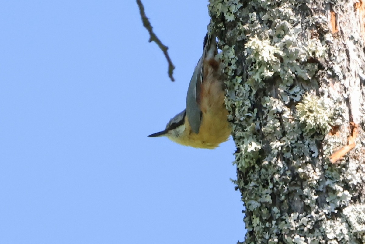 Eurasian Nuthatch - ML618105632