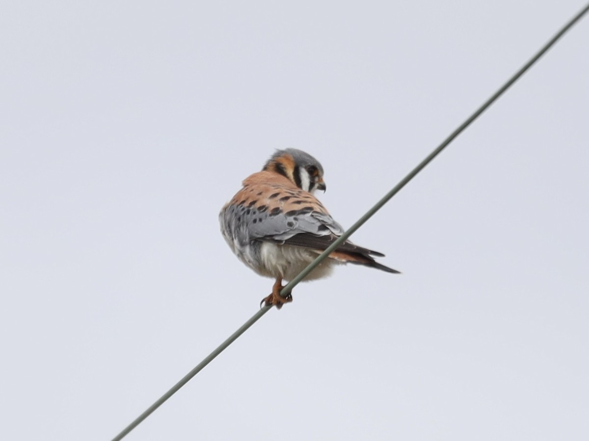 American Kestrel - ML618105635