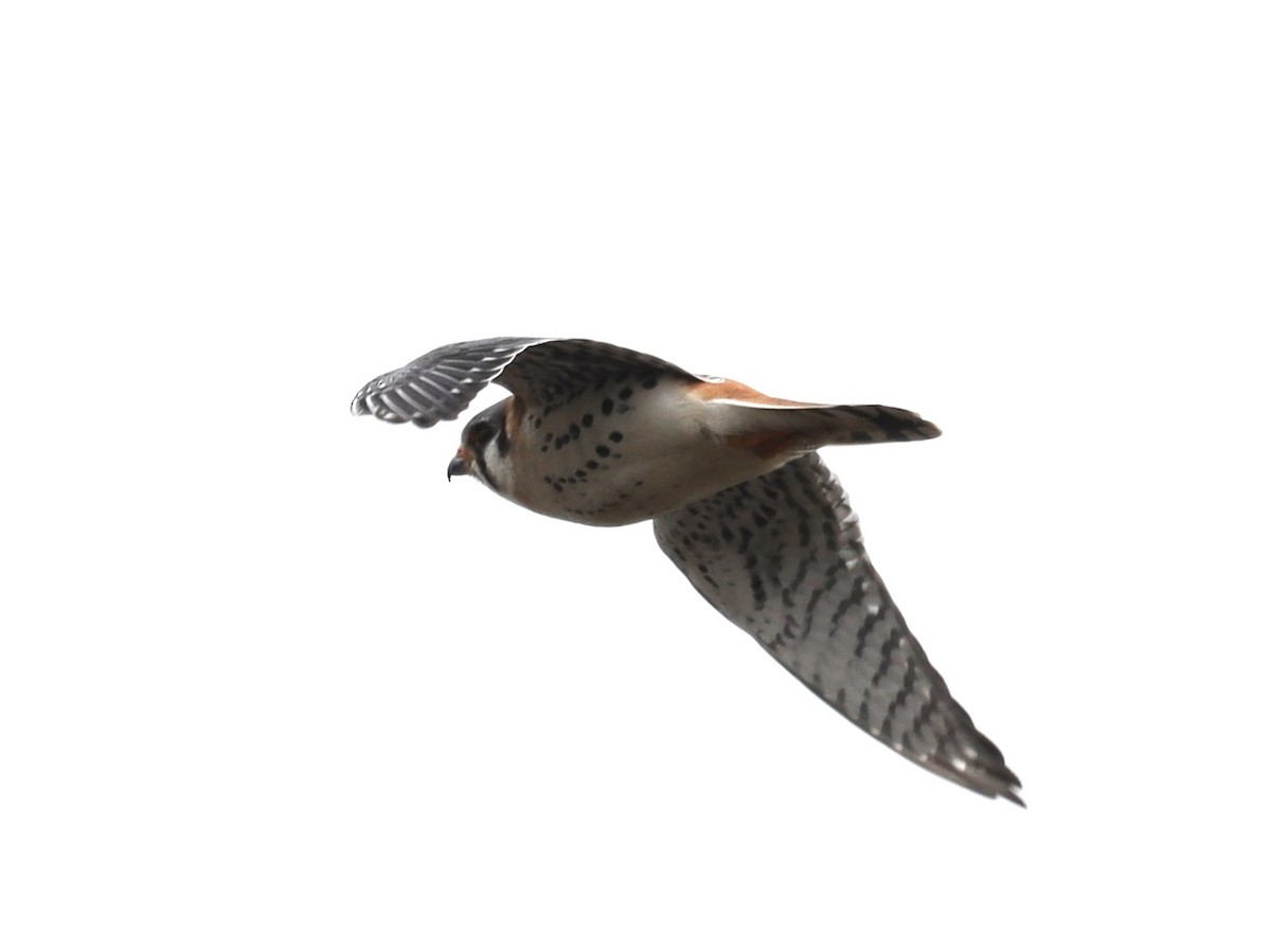 American Kestrel - Mike McInnis