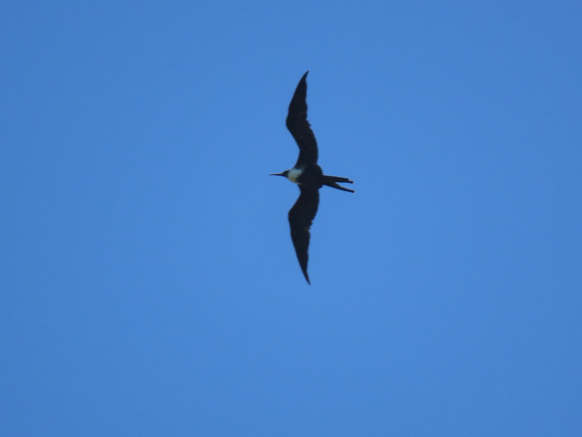 Magnificent Frigatebird - ML618105658