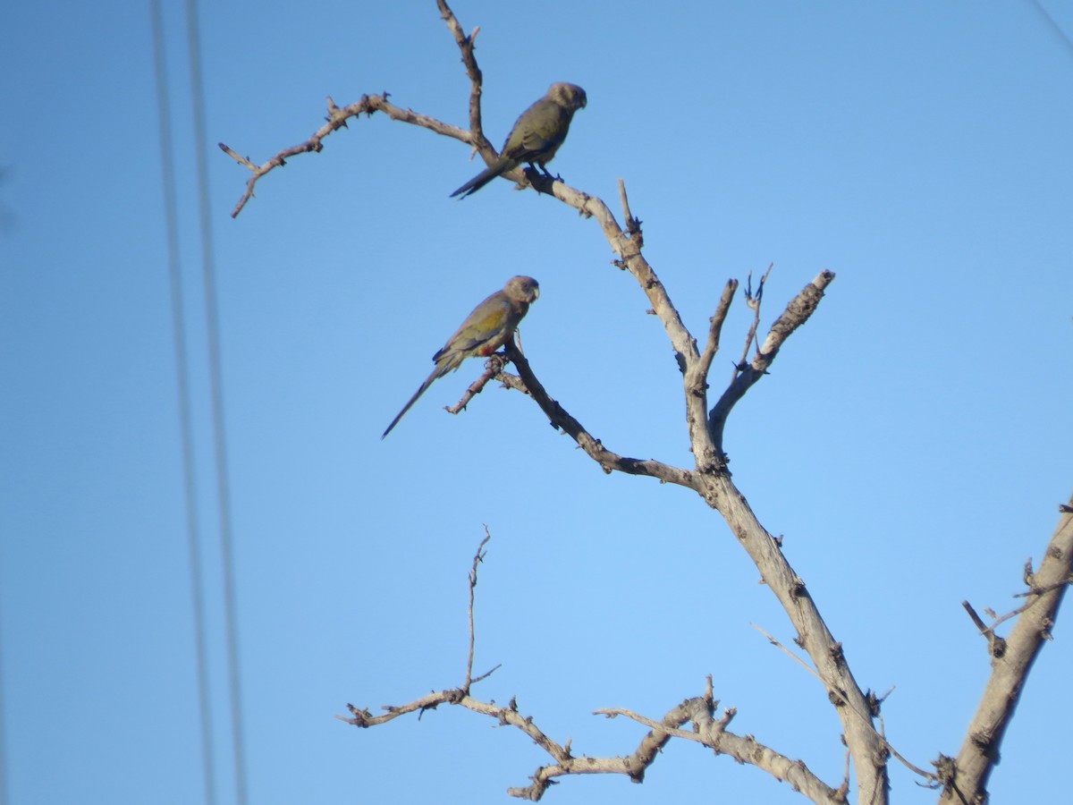 Perico Cariazul - ML618105667