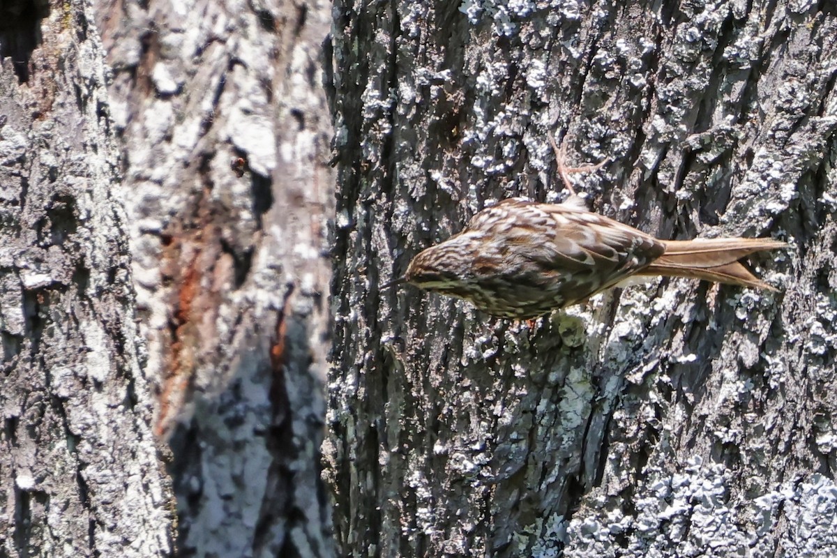 Short-toed Treecreeper - ML618105671