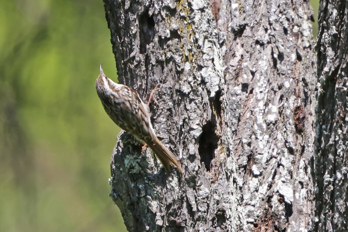 Short-toed Treecreeper - Mira Milovanović