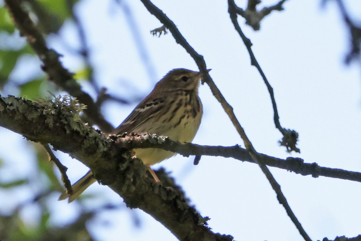 Tree Pipit - ML618105691