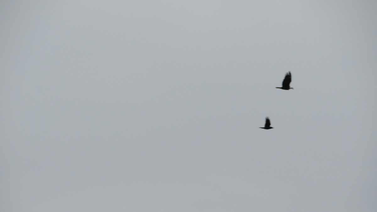 Common Raven - Rena Sherring