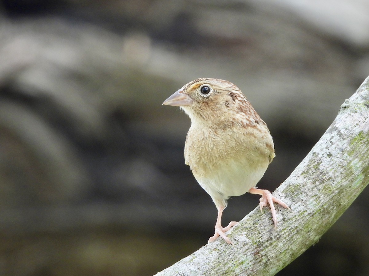 Grasshopper Sparrow - ML618105704