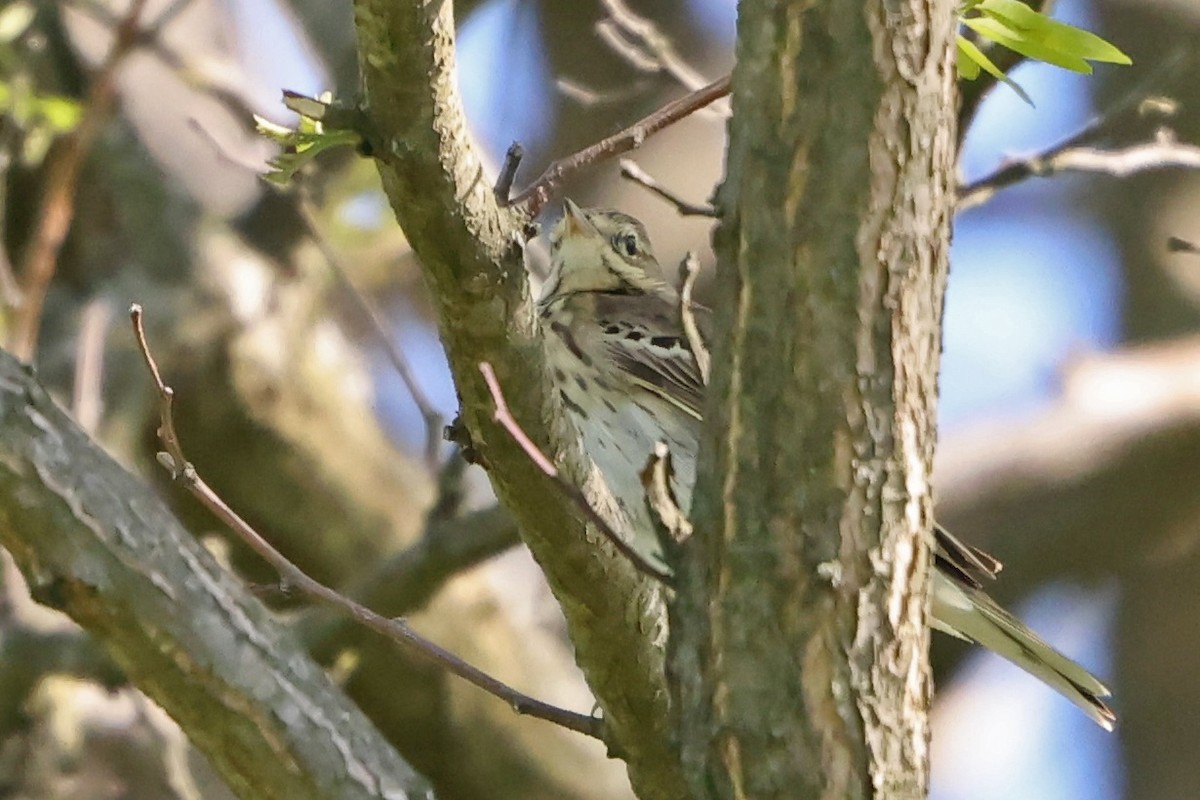 Tree Pipit - ML618105708