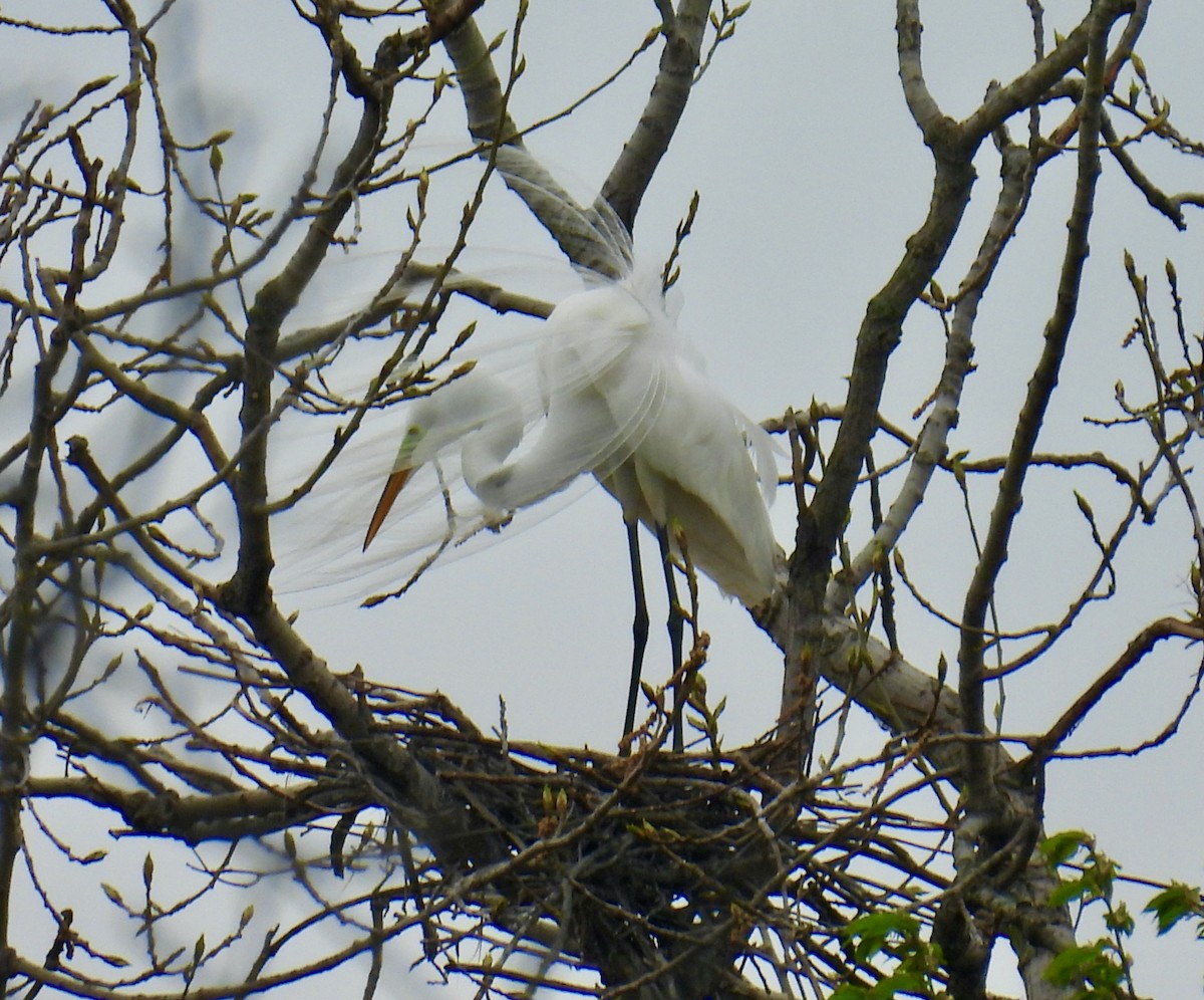 Great Egret - Maureen Tulip