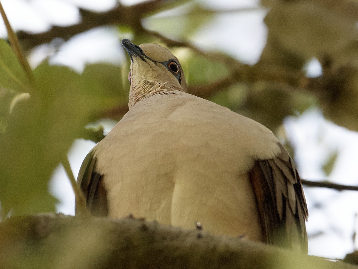 White-tipped Dove - Michael Tromp