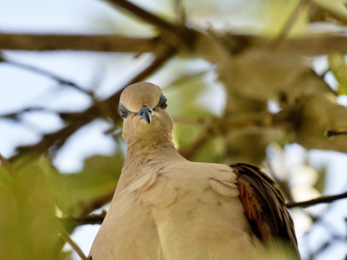 White-tipped Dove - Michael Tromp