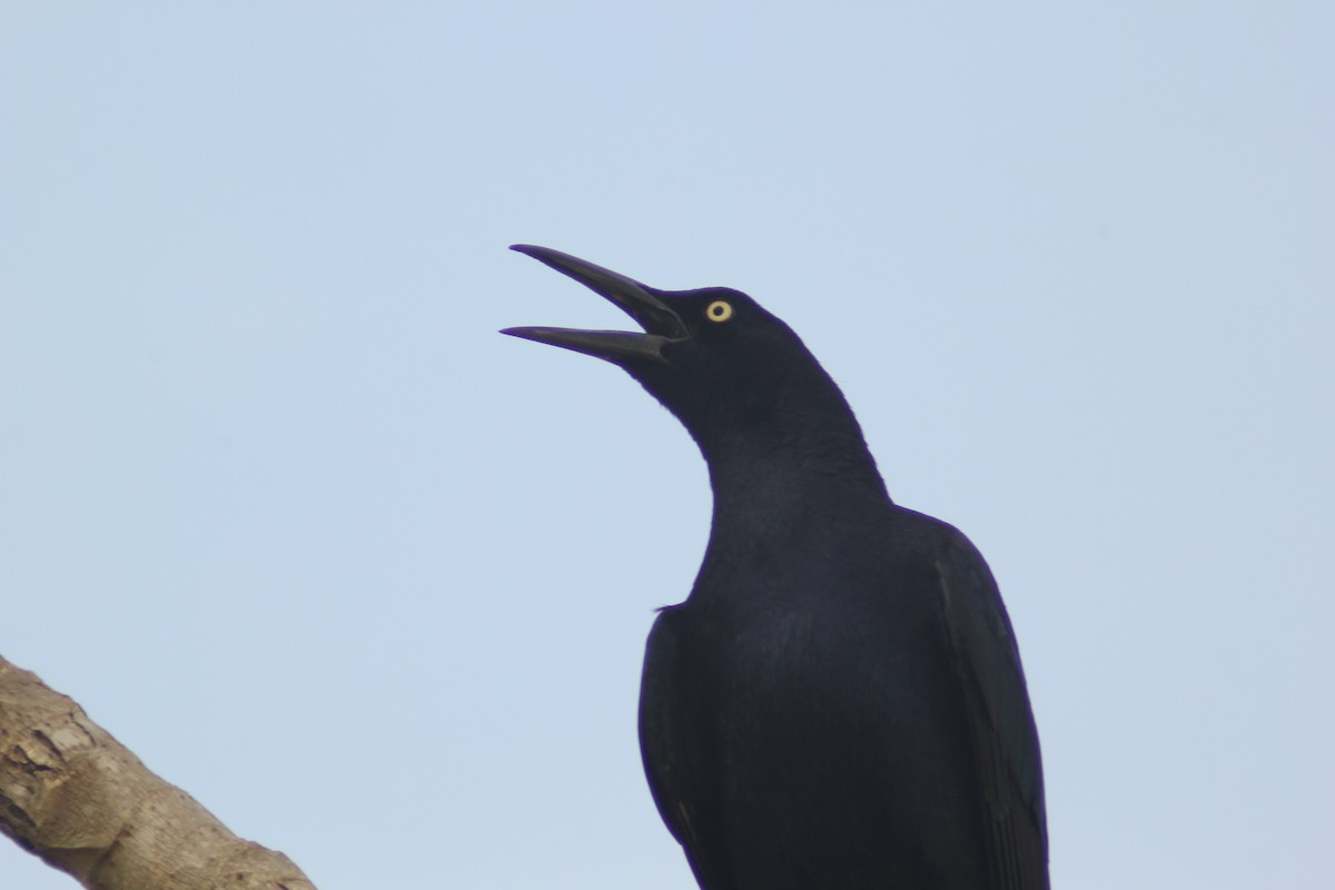 Great-tailed Grackle - ML618105788