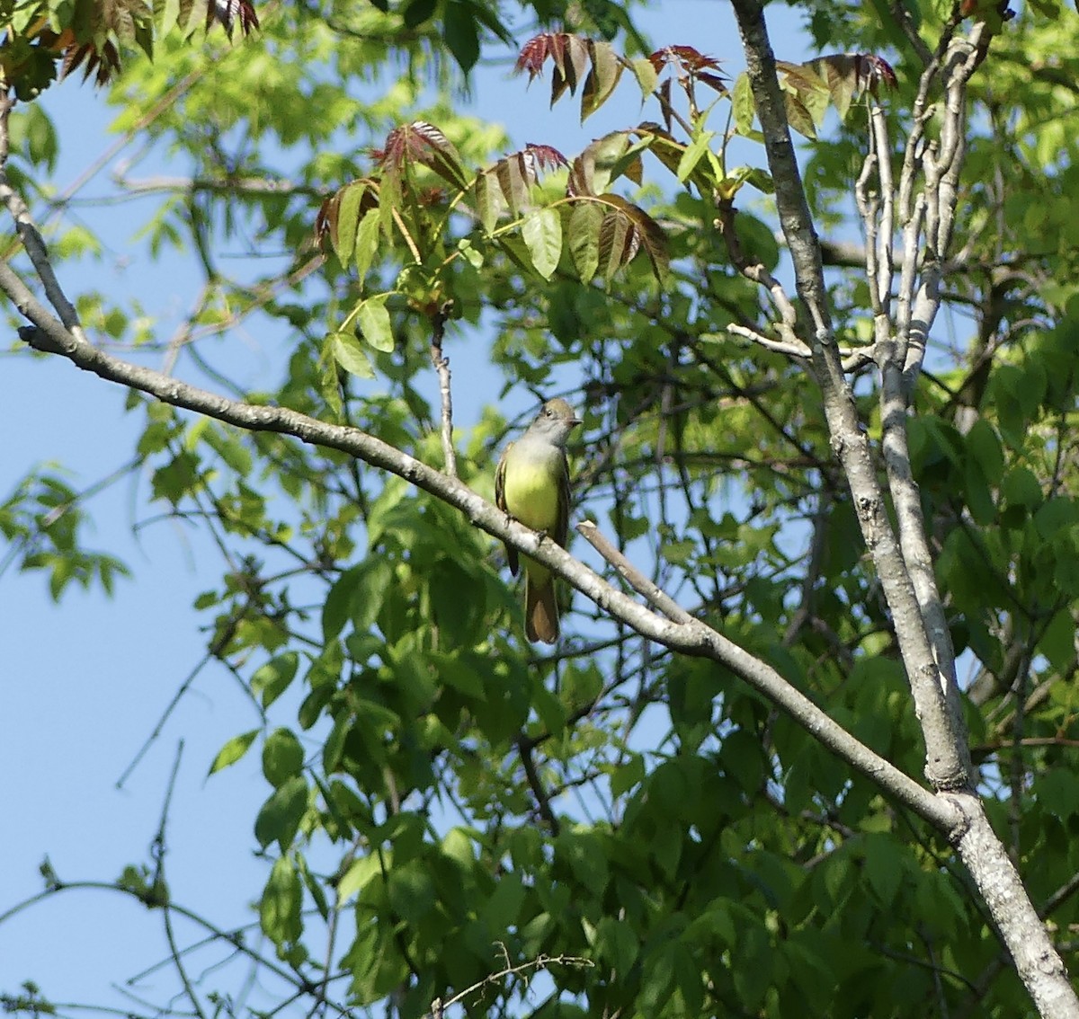 Great Crested Flycatcher - ML618105838