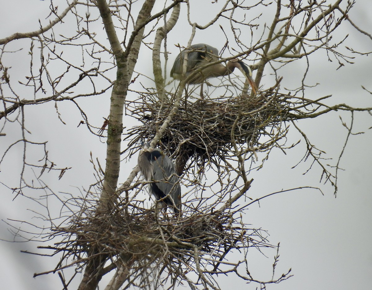 Great Blue Heron - Maureen Tulip