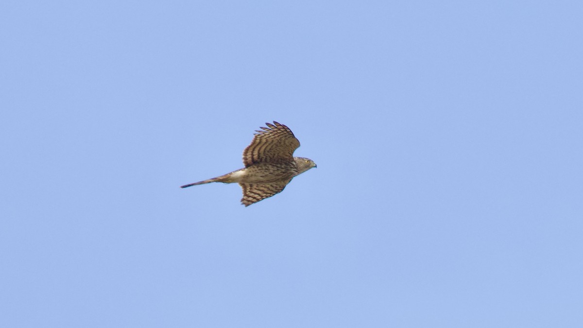 Cooper's Hawk - Brian Rusnica