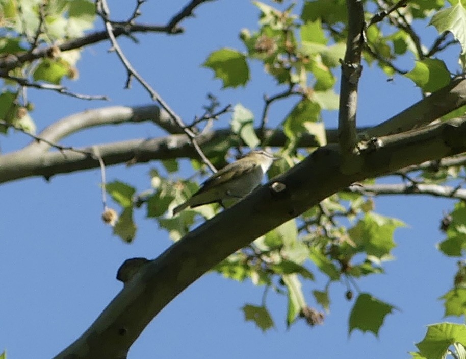 Red-eyed Vireo - Harriet Bell