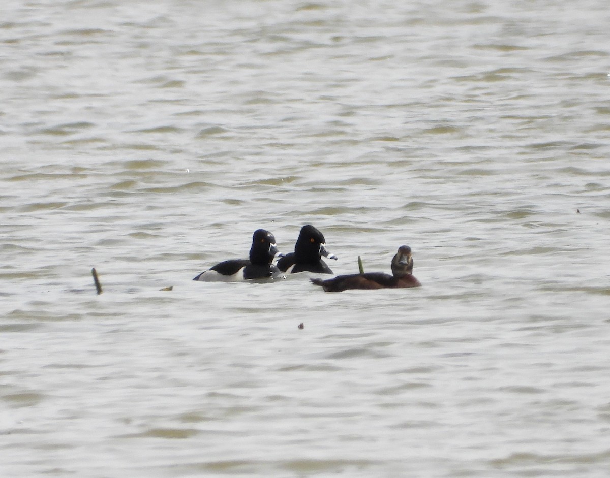 Ring-necked Duck - ML618105862