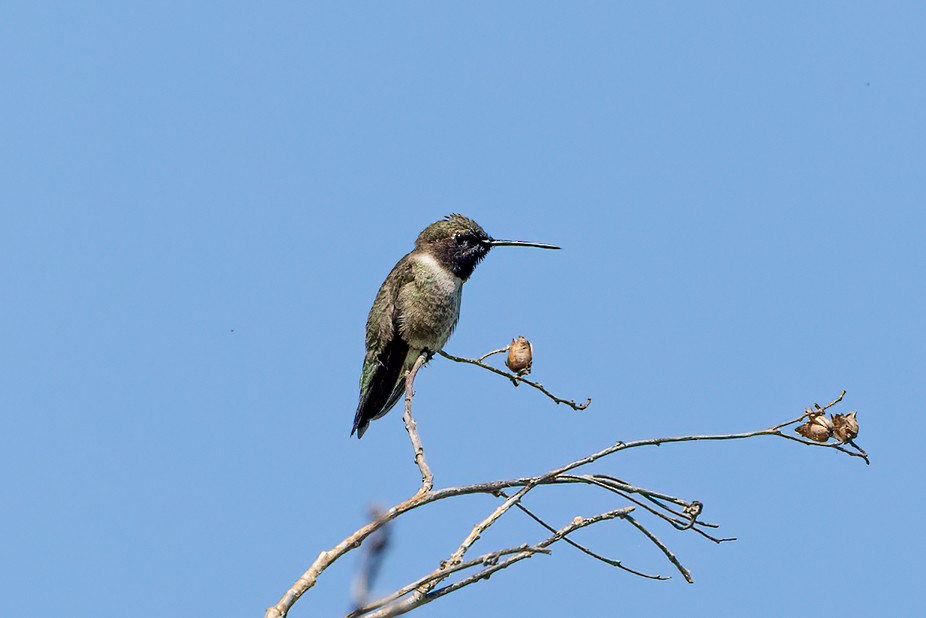 Black-chinned Hummingbird - ML618105875