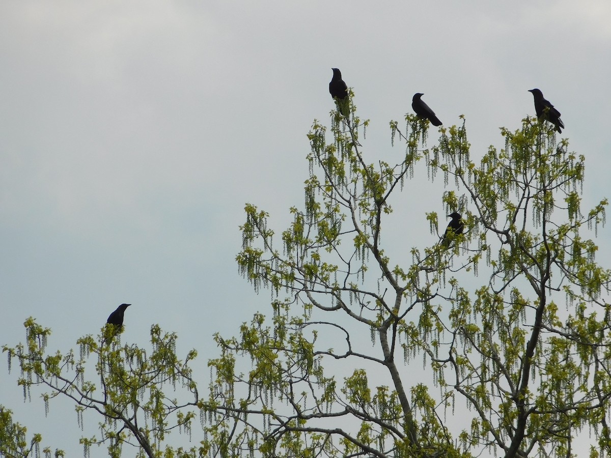 American Crow - Laurie White