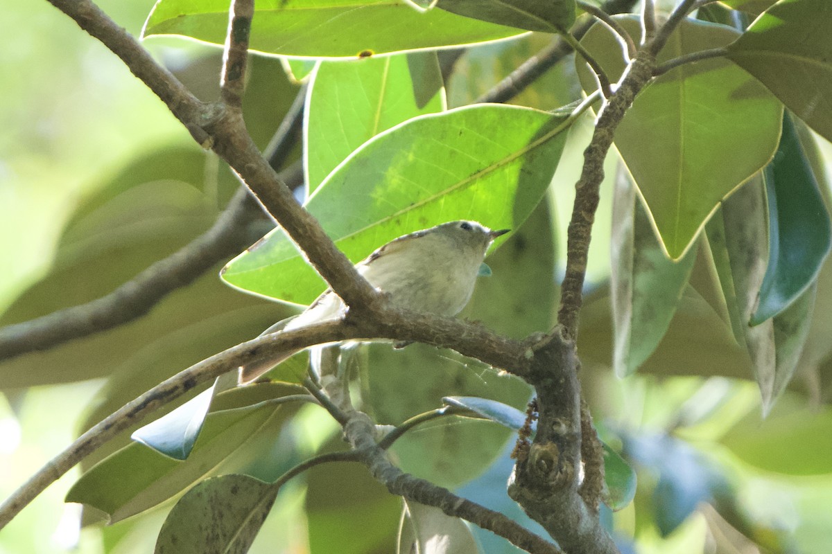 Ruby-crowned Kinglet - ML618105904