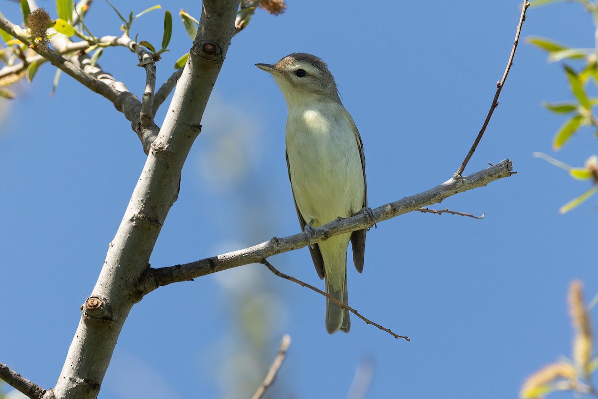 Warbling Vireo - Kathryn McGiffen