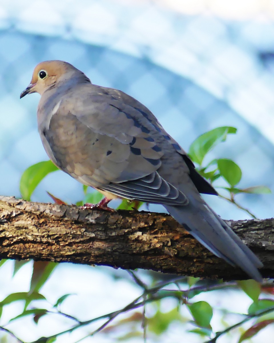 Mourning Dove - ML618105913