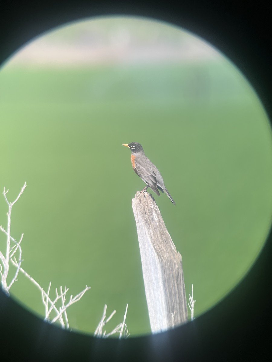 American Robin - Ann Monk