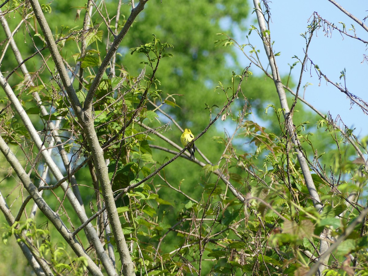 American Goldfinch - Harriet Bell