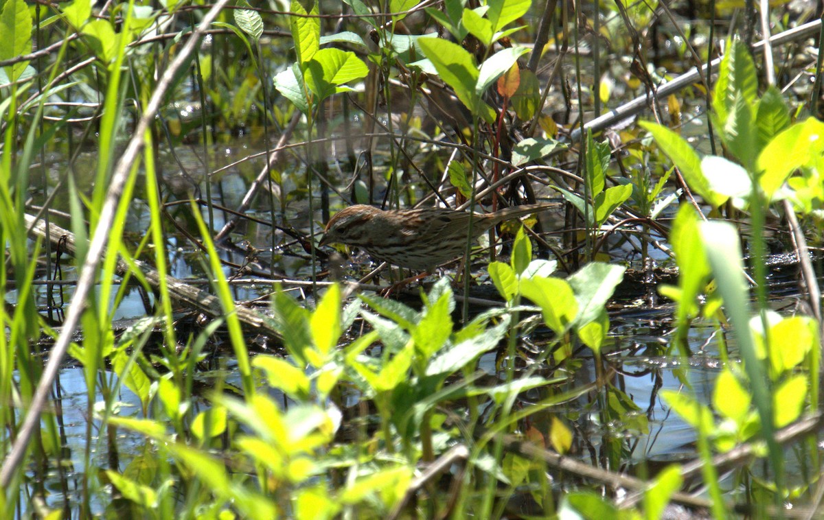 Song Sparrow - Cindy & Gene Cunningham