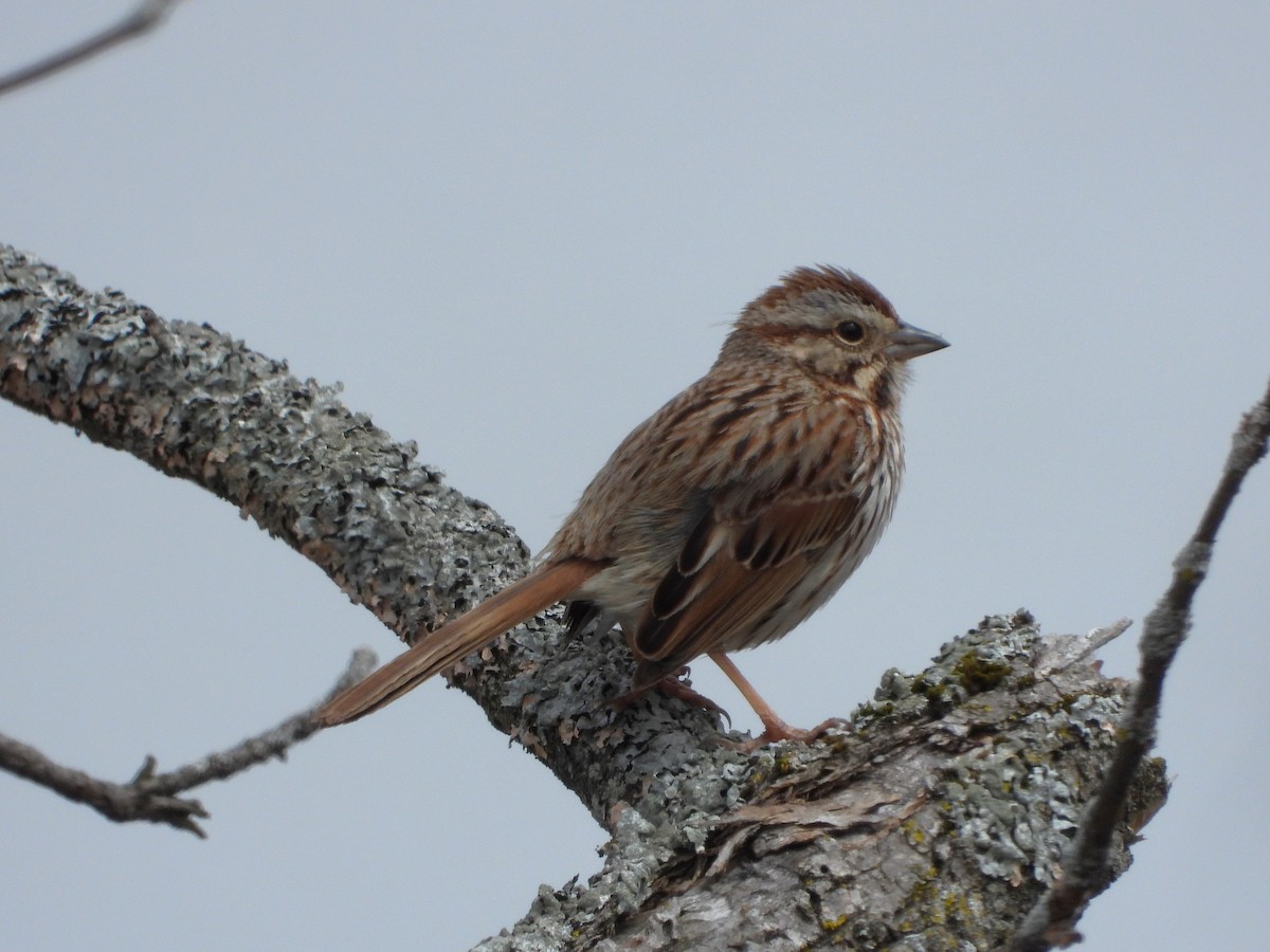 Song Sparrow - Serge Benoit