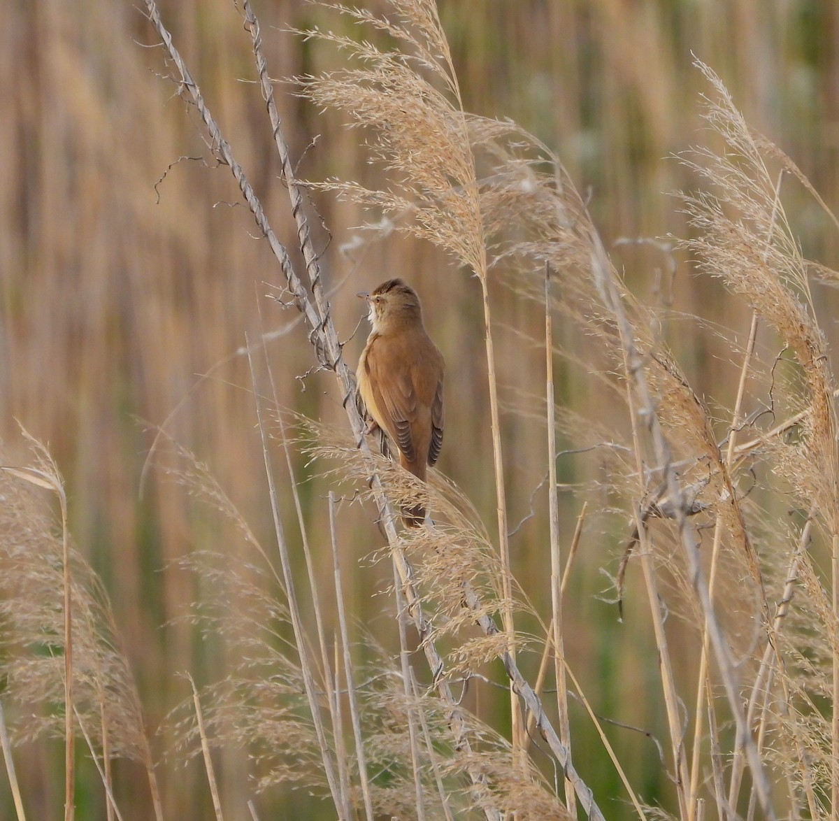 Great Reed Warbler - José Manuel Sánchez Sanz