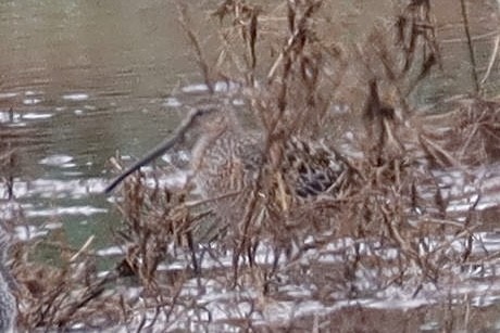 Long-billed Dowitcher - ML618105991