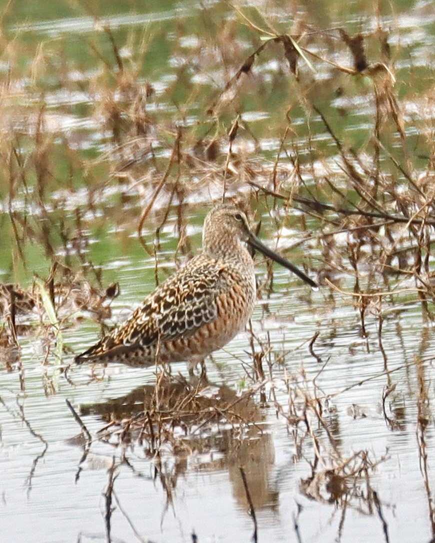 Long-billed Dowitcher - ML618105992