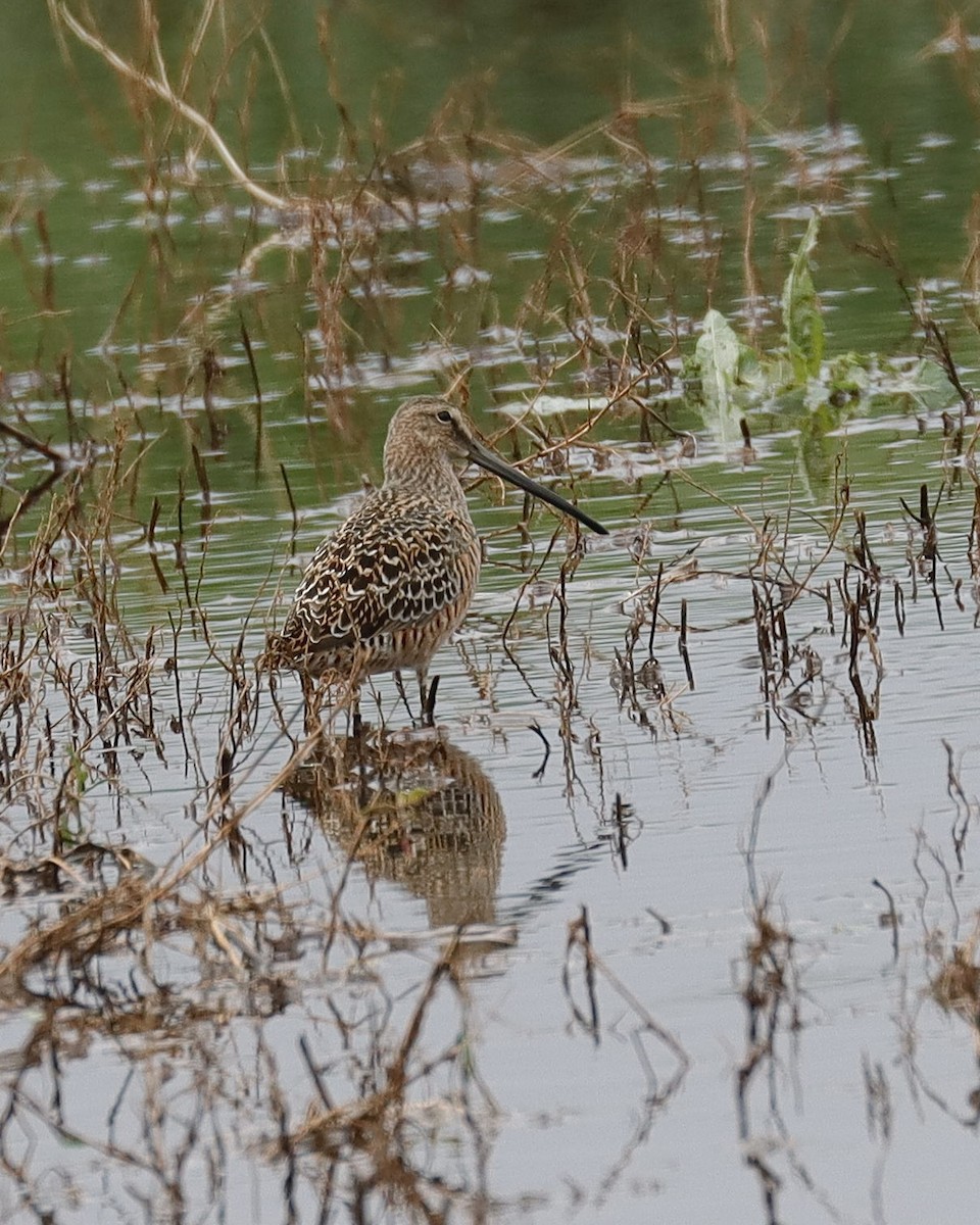Long-billed Dowitcher - ML618105993
