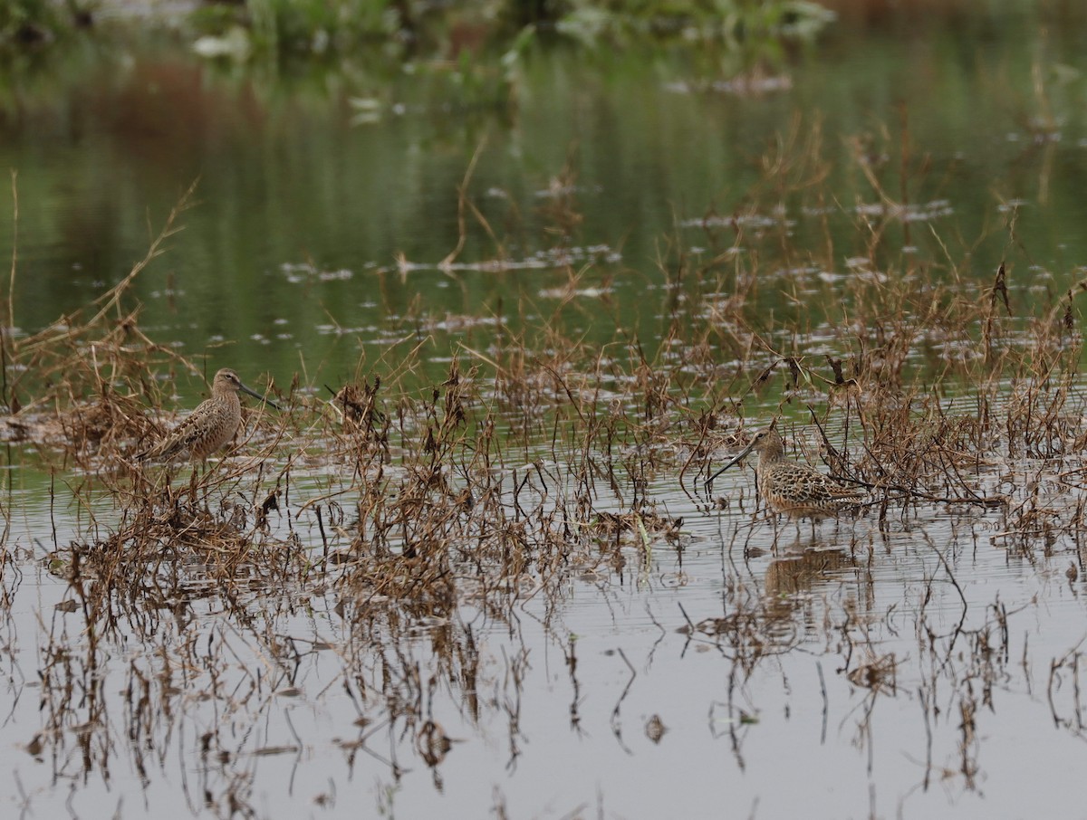 Long-billed Dowitcher - ML618105994