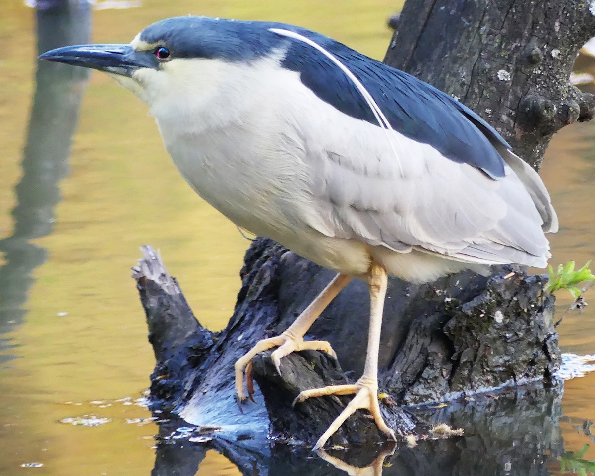 Black-crowned Night Heron - Allie Kleber