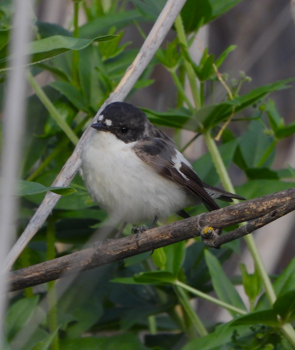 European Pied Flycatcher - José Manuel Sánchez Sanz