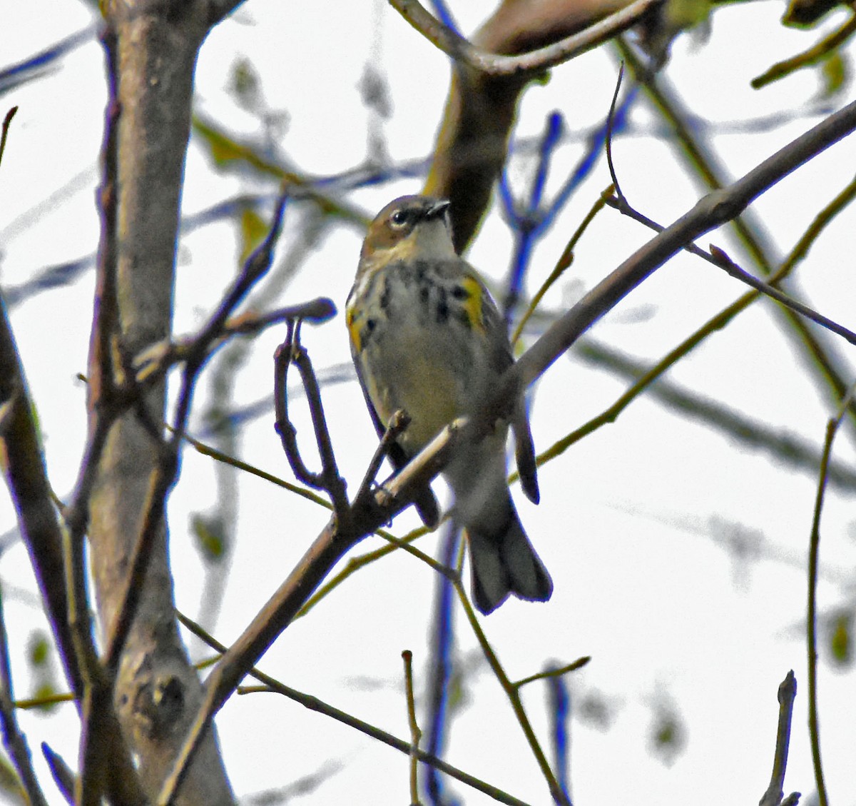 Yellow-rumped Warbler - ML618106053