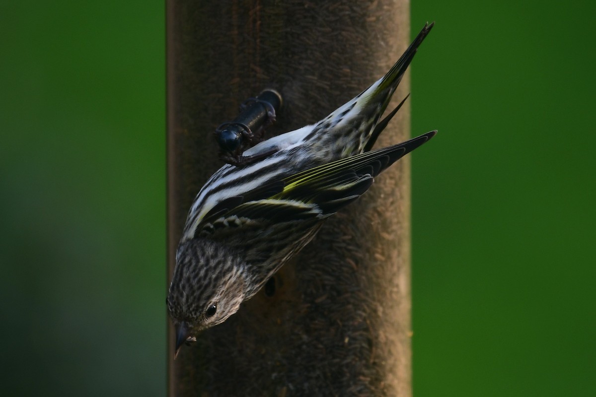 Pine Siskin - ML618106054