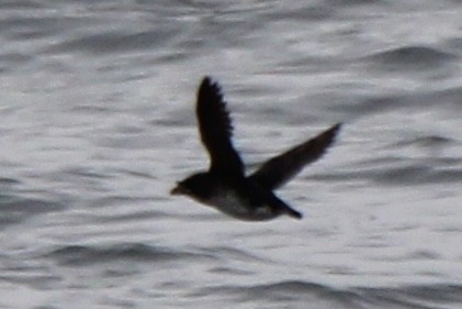 Rhinoceros Auklet - ML618106064