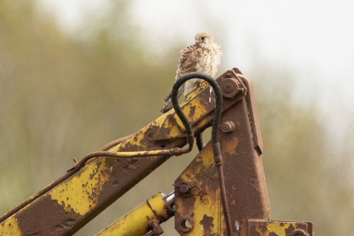 Eurasian Kestrel - ML618106084