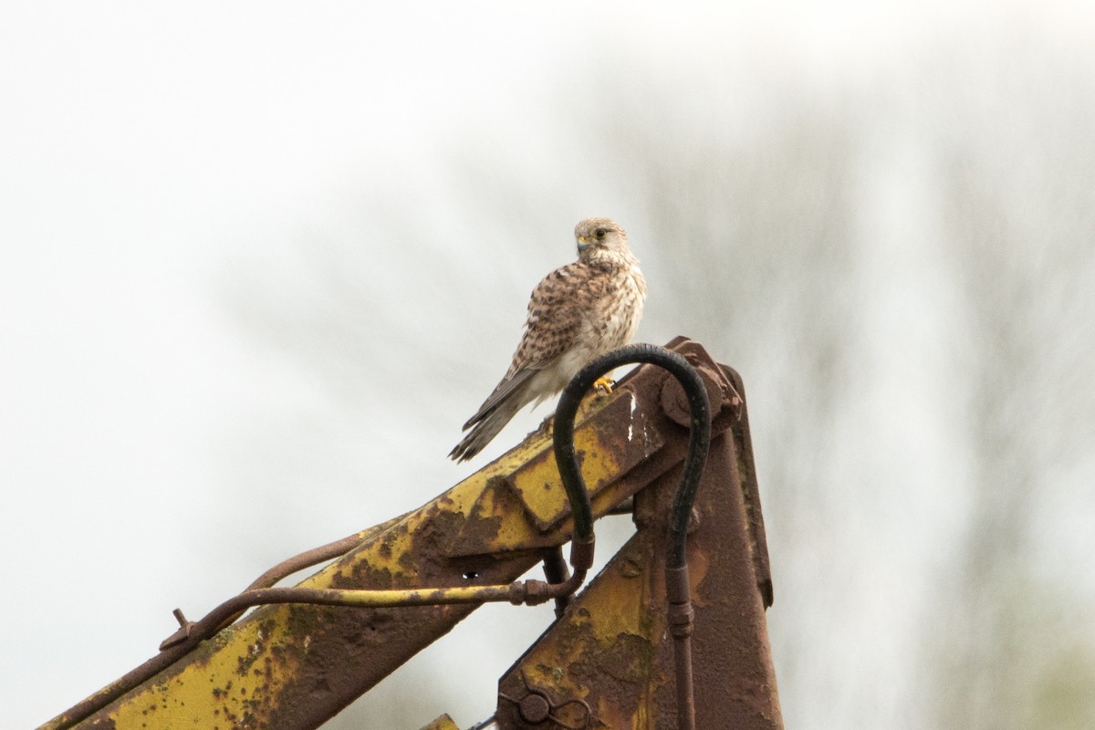 Eurasian Kestrel - ML618106086