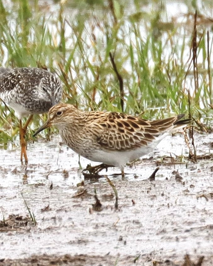 Pectoral Sandpiper - Sue Kurtz