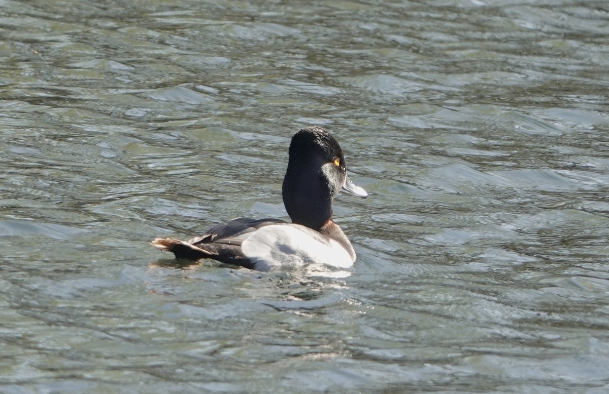 Ring-necked Duck - Alena Capek