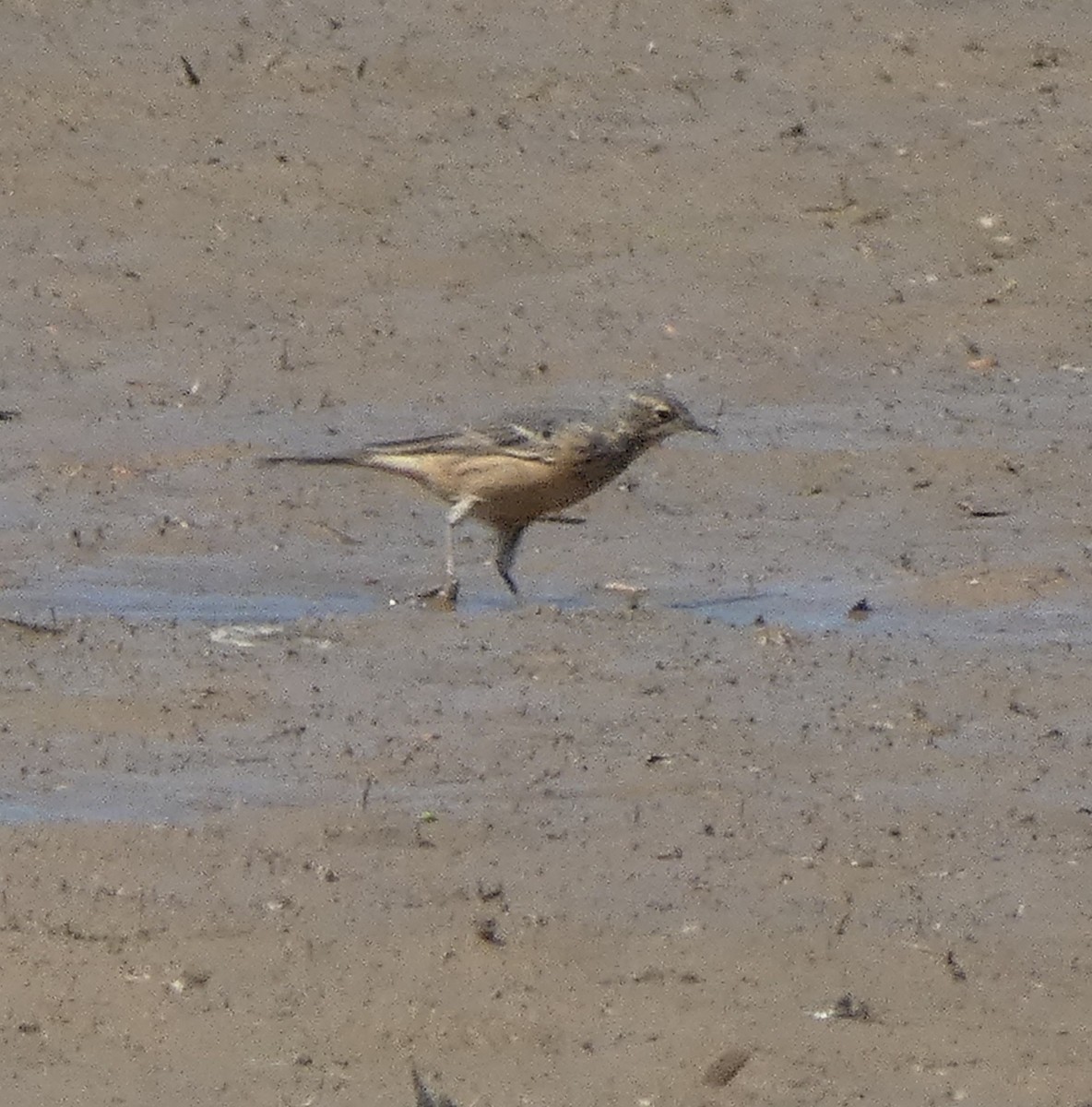 American Pipit - ML618106147