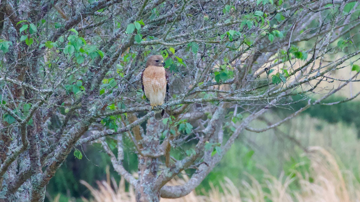 Red-shouldered Hawk - Brian Rusnica