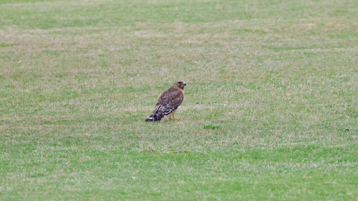 Red-shouldered Hawk - Brian Rusnica