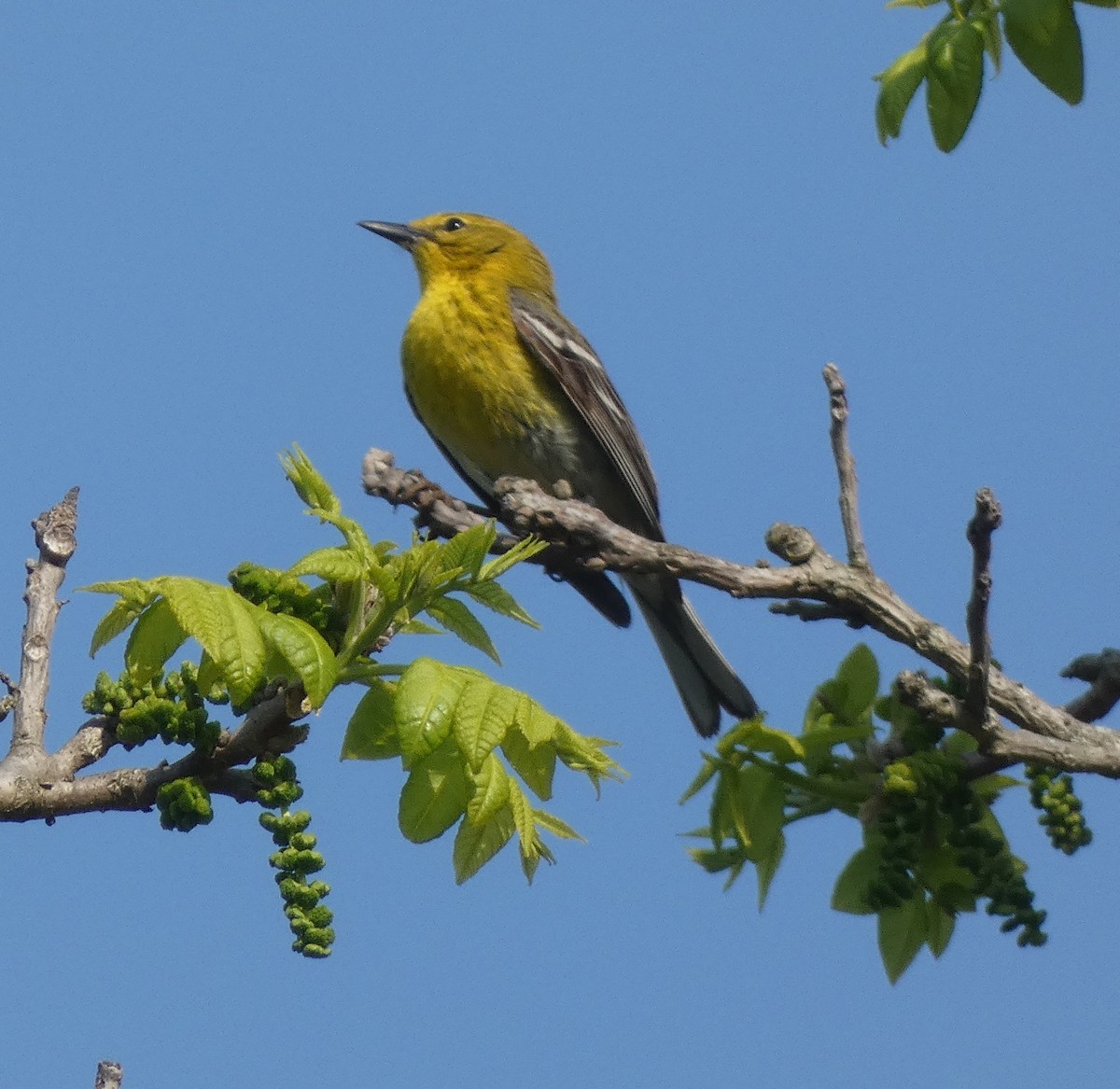 Pine Warbler - ML618106160