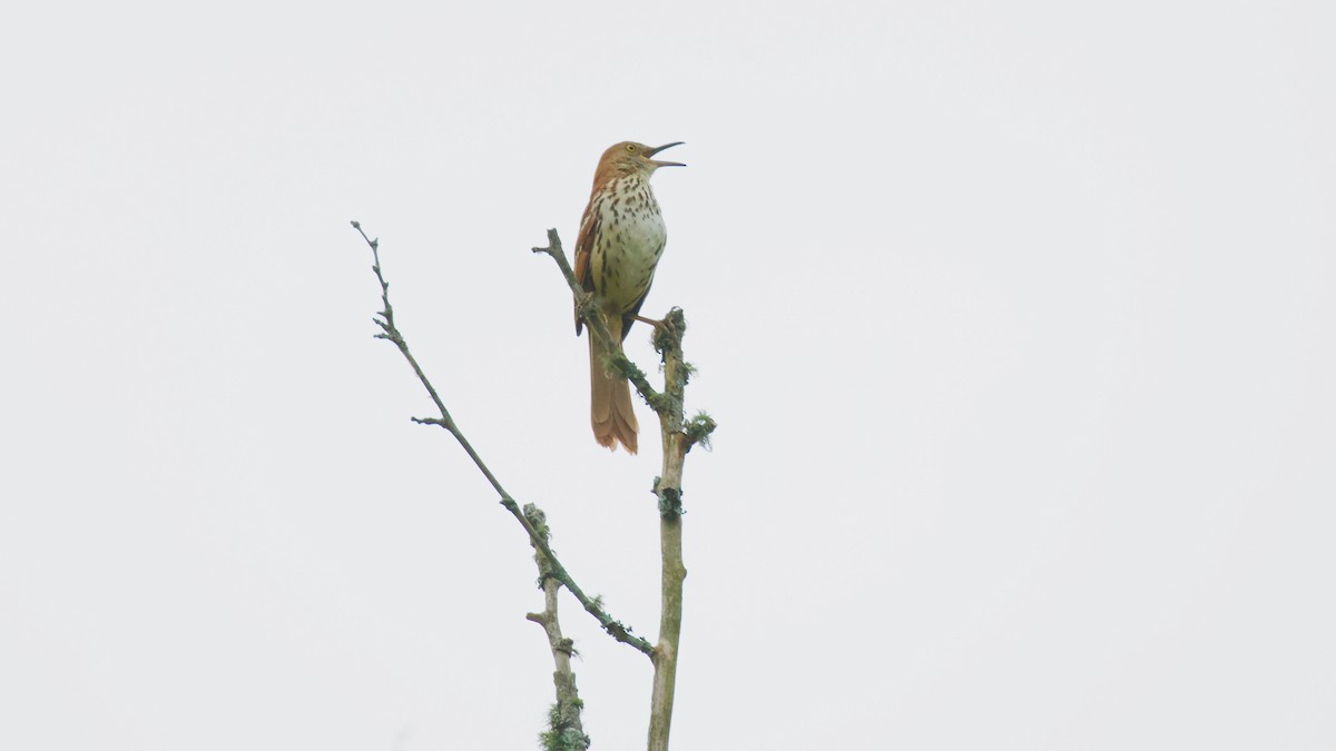 Brown Thrasher - Brian Rusnica