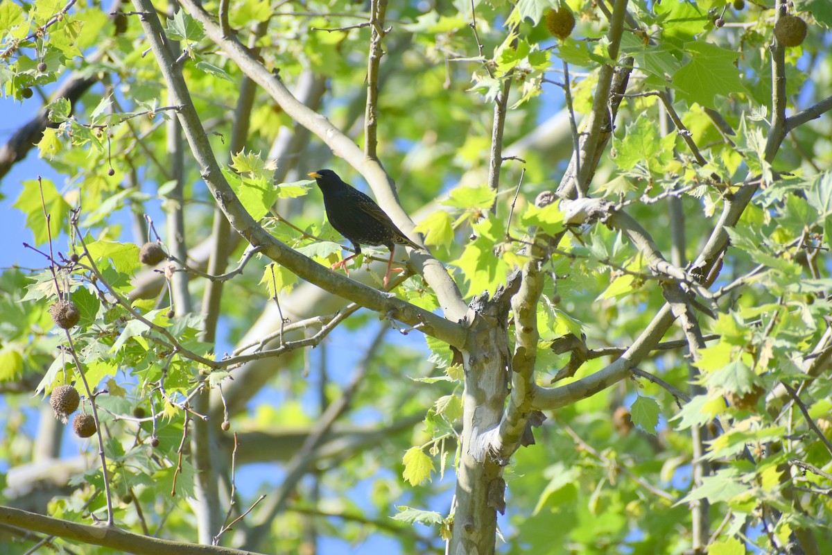 European Starling - Robin Toler